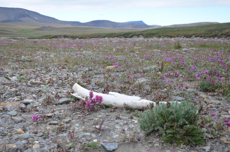 A mammoth tusk found on Wrangel Island. (Image: PatrĂcia PeÄŤnerová)